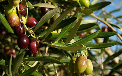 Olivares de la finca Perales de Valdueza, Extremadura