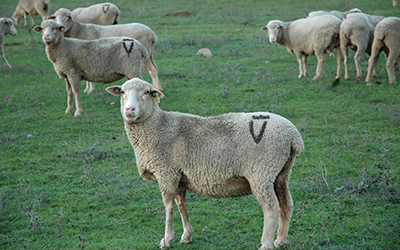 Historia de la familia Álvarez de Toledo — Marqués de Valdueza