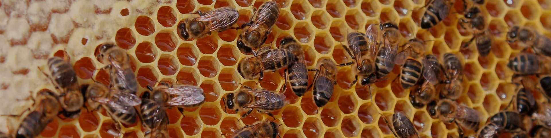 Colmenas de la finca Perales de Valdueza