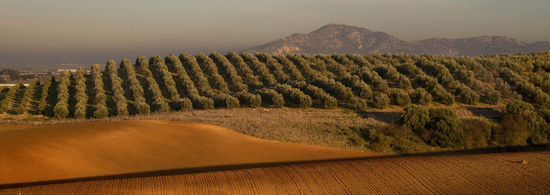 Olivares finca Perales
