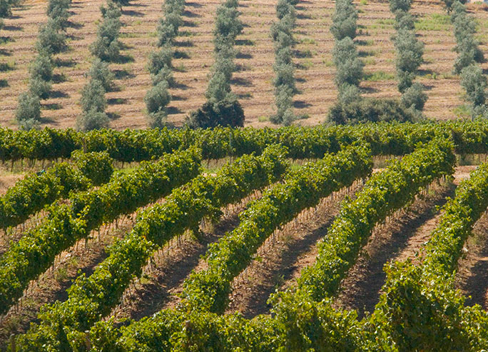 Bodega y viñedos Marqués de Valdueza